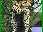 Паз: Леопард на Дереве